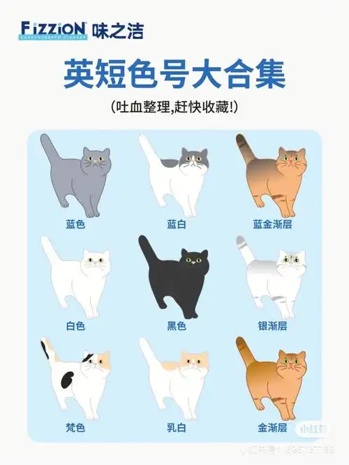 转载英短是全花色品种猫哦
