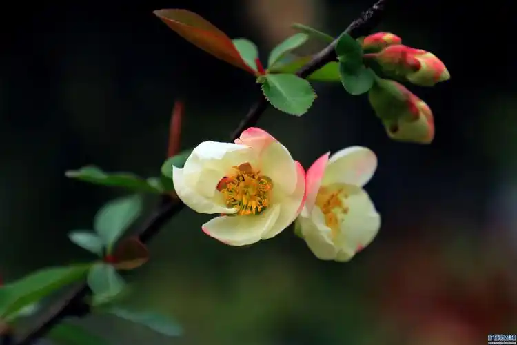 复色海棠(2)