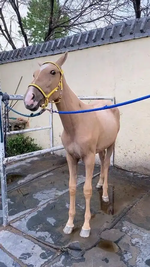 这个马长的真的是太逗了,每次看看它都想笑!