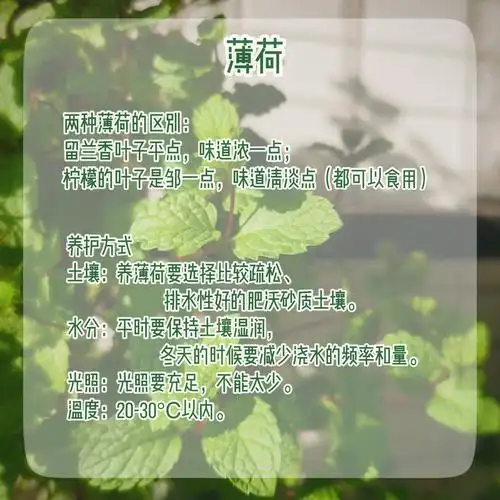 薄荷盆栽苗罗勒苗 新鲜可食用薄荷叶办公室客厅植物驱蚊薄荷 绿植