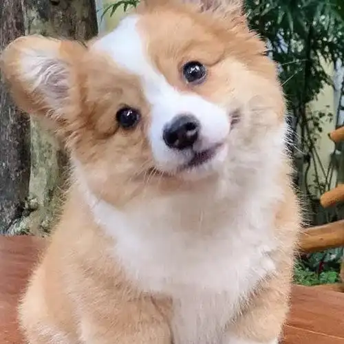 点击收获一个歪头小狗勾张嘉元06