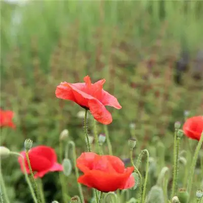 红色花朵头像个性唯美红色的罂粟花图片