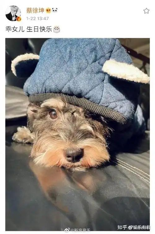 宠物博主蔡徐坤来袭更新爱犬雪纳瑞美照尽显温柔爱意