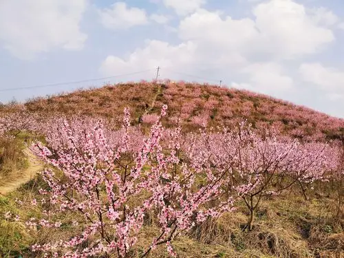其它 寻芳桃林 写美篇欣闻巫山桃花开, 邀朋驱车至桃间.