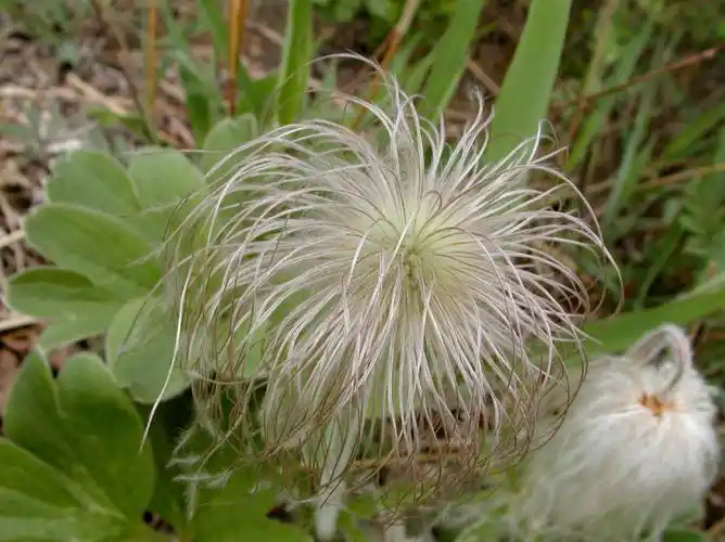 这种野草全身都是白毛个头小价值大可千万别随意拔掉