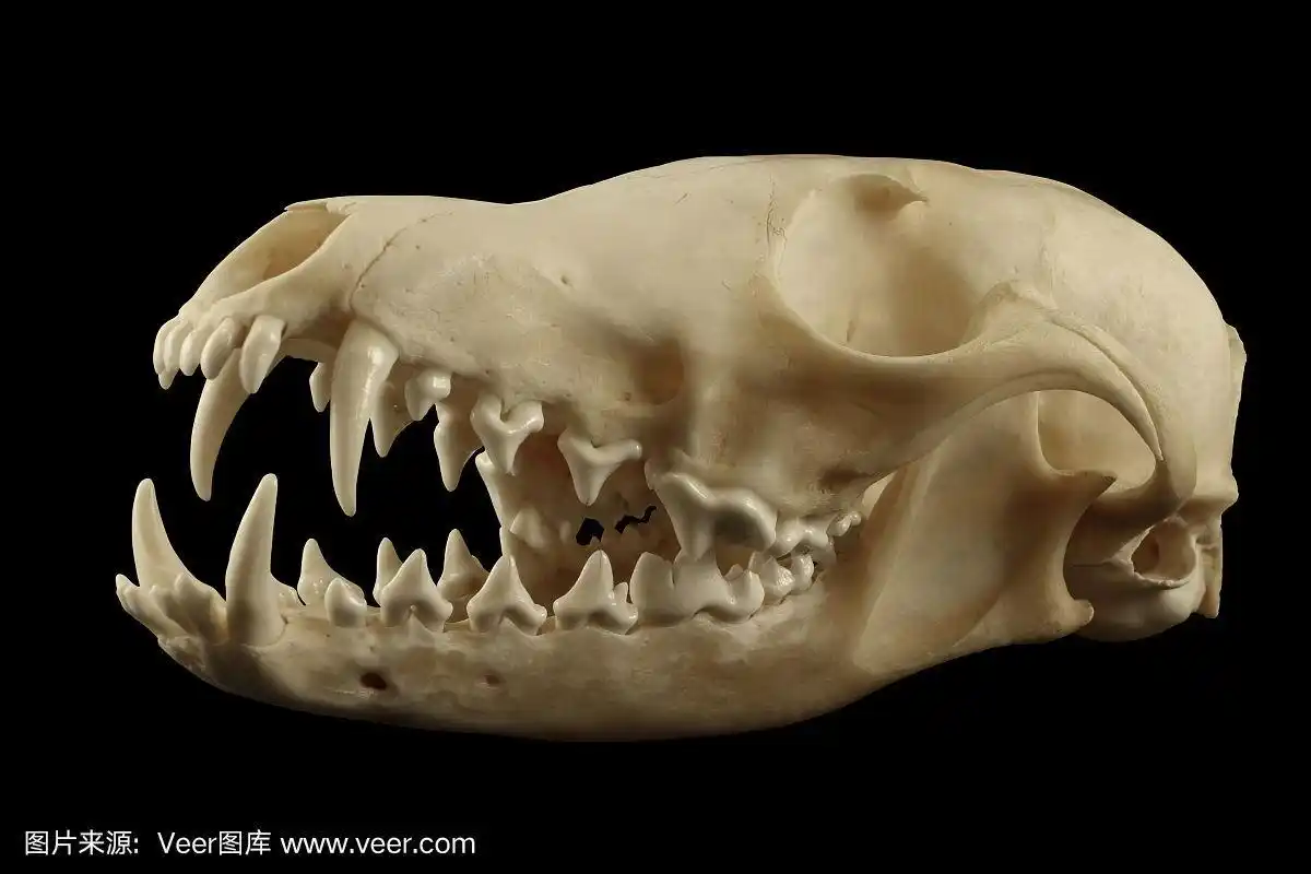 狐狸头骨孤立在黑色背景