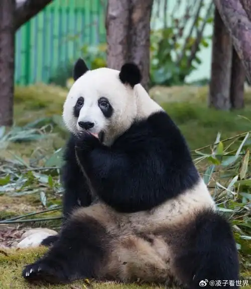 无论去哪个动物园都少不了看大熊猫,憨态可掬的样子非常惹人爱,黑白