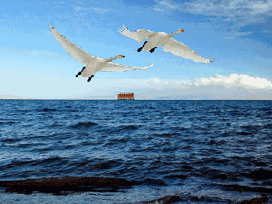 天鹅飞跃大连海湾大桥上空.