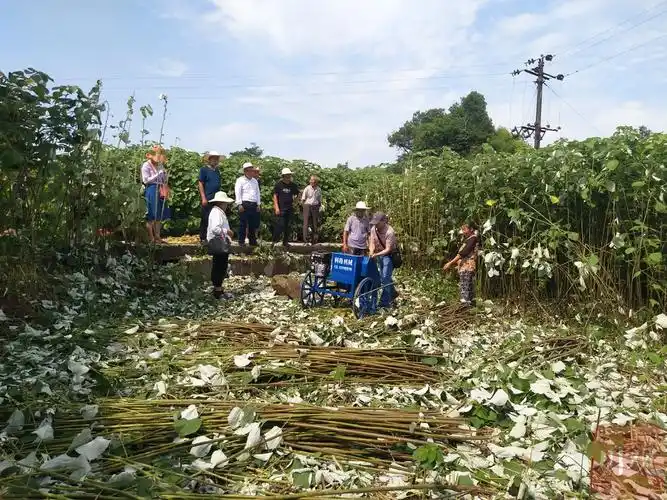 机械化打剥苎麻