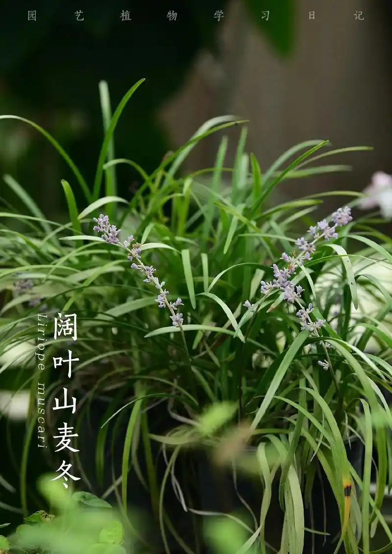 【园艺植物学习日记】阔叶山麦冬~91阔叶山麦冬 91liri - 抖音