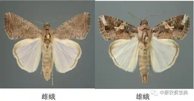 颜色较均匀一致,环形纹和肾形纹的轮廓线黄褐色;(3)雄蛾:前翅灰棕色