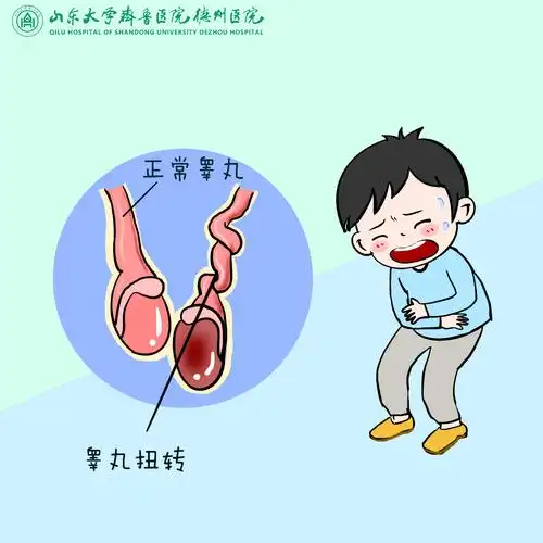 11岁男童睾丸扭转,紧急就医保住了!专家提醒:这种疼,别忍!