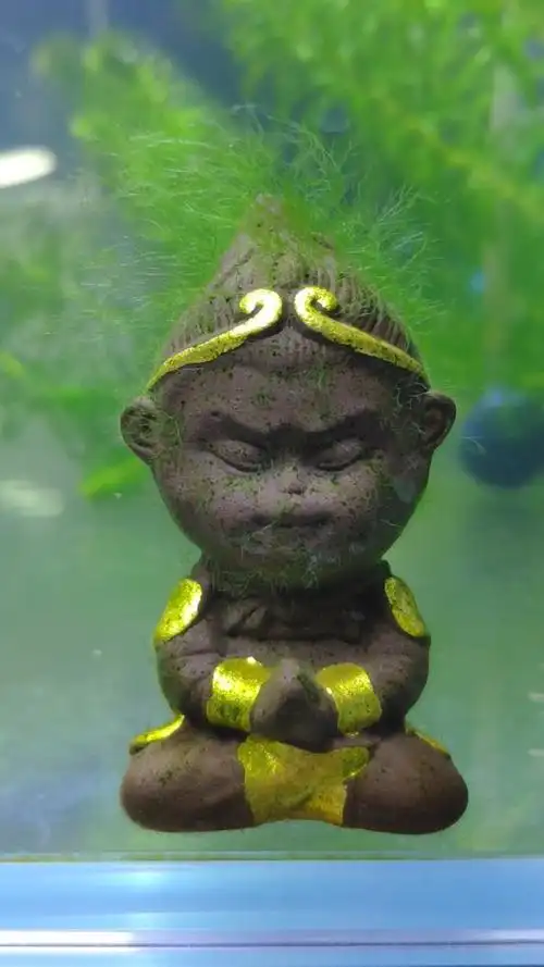 绿毛猴快修炼成了!989898