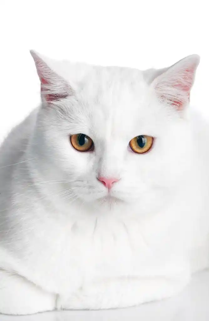 白猫,黄色的眼睛在白色背景上的白色猫