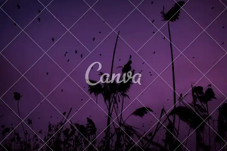 黑色紫色鸟类紫色背景彩色背景动物迁徙摄影