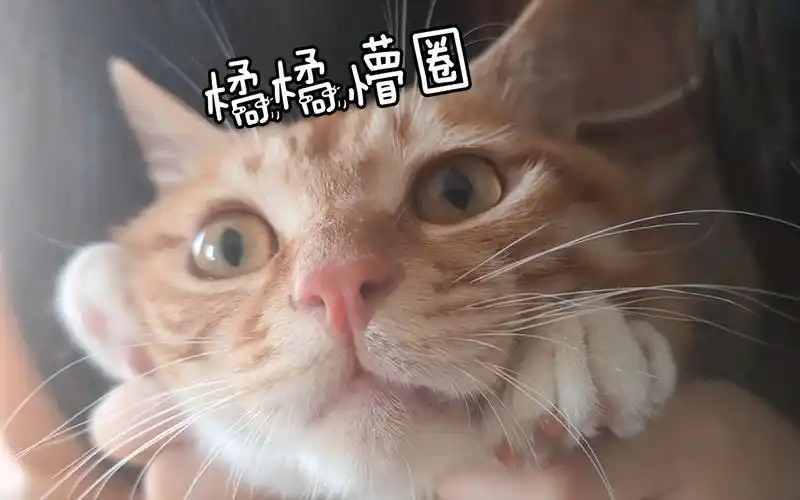 人类好奇怪,扒拉我到底哪里好玩