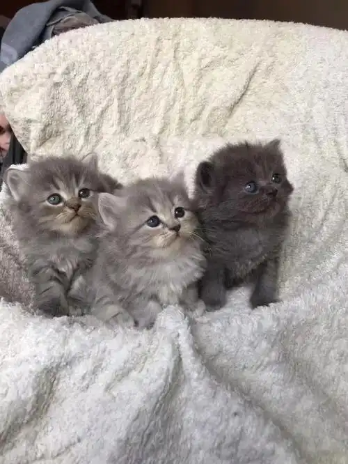 满月了预订67长毛高地短毛蓝猫虎斑