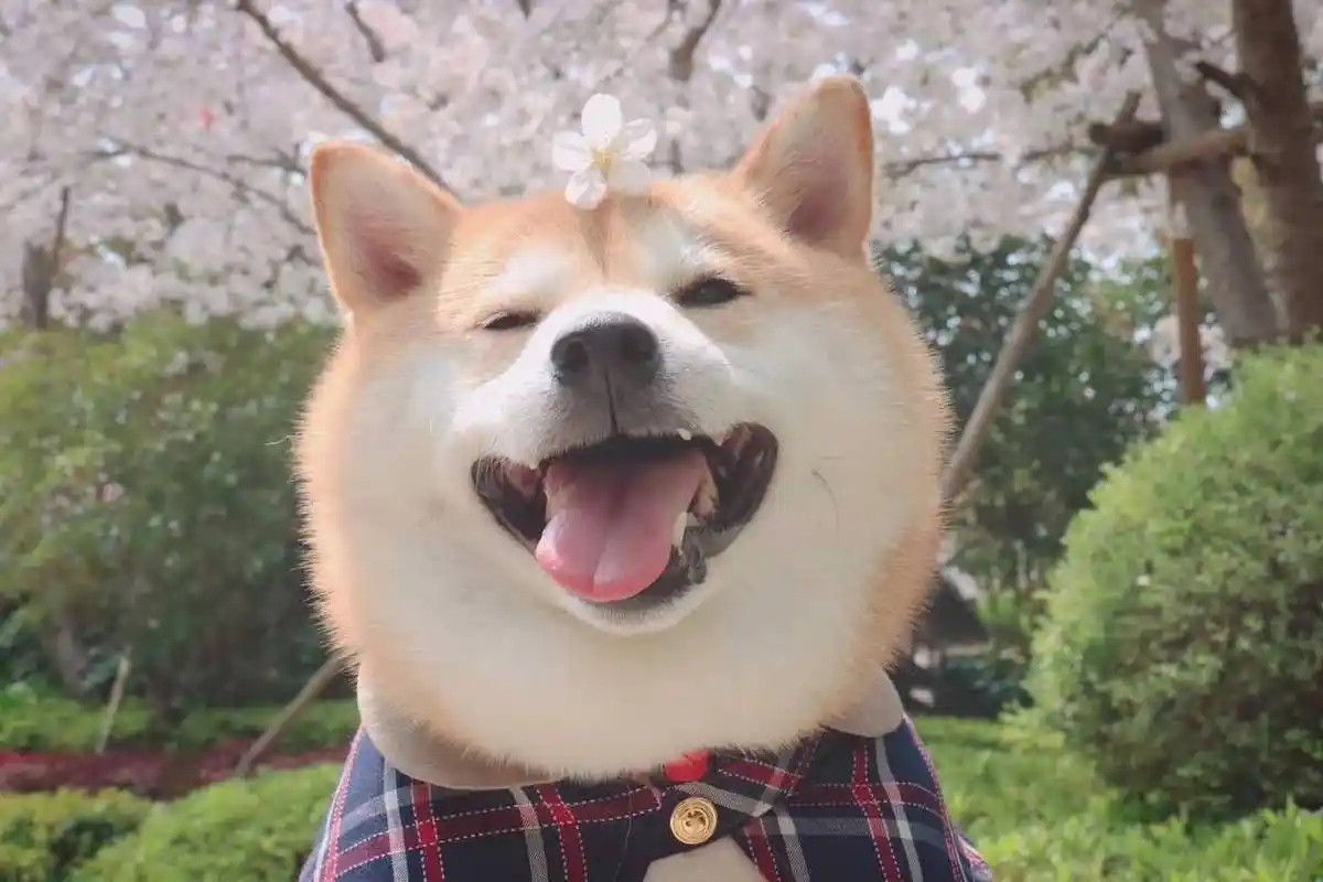 柴犬笑是真的笑吗?柴犬开心所表达的方式是什么?