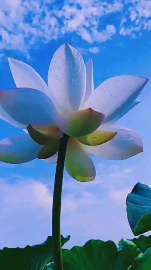 心如莲花静静开花开花落皆自在来生愿做一朵莲修心养性静悟禅