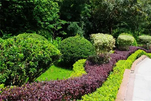 什么是灌木没有明显的主干常用于城市绿化