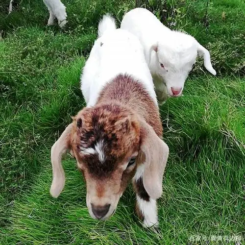 羊妈妈和小山羊的幸福生活