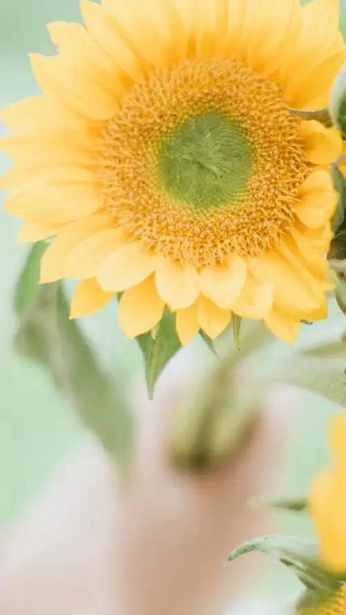 风格,唯美,高清,小清新,静物,文艺,手机壁纸,1080x1920