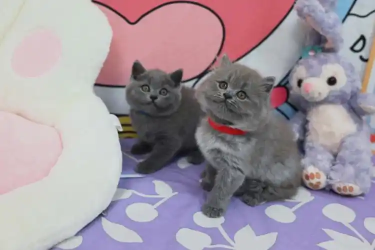 海口家庭式猫舍英短蓝猫经典色yyds