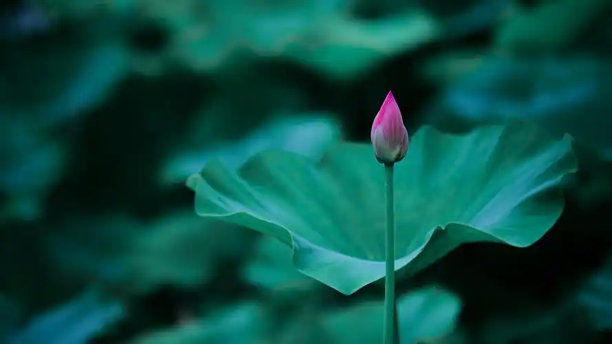 最是那一低头的温柔像一朵水莲花不胜凉风的娇羞道一声珍重道一声珍重