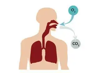 肺泡的作用是携带氧气进入血液,而氧气是人体细胞进行有氧呼吸的基本