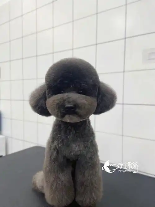 八字头花生头造型泰迪造型