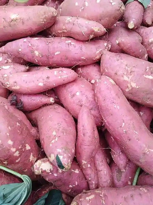 湖北省,宜城市,万亩红薯基地欢迎您,以诚信为本,以质量求生