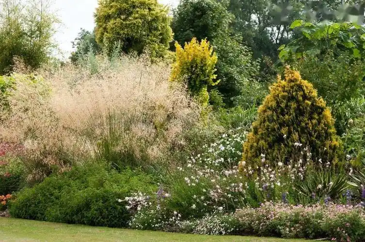 大的魔杖它可以用在种植边缘处巨针茅特别适合干燥区域稃的顶部还有