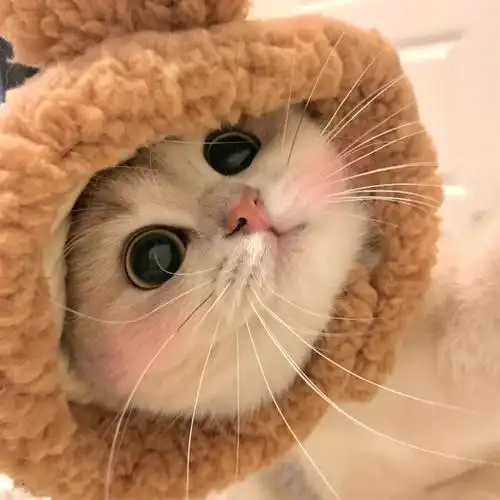 超可爱的猫咪头像哦
