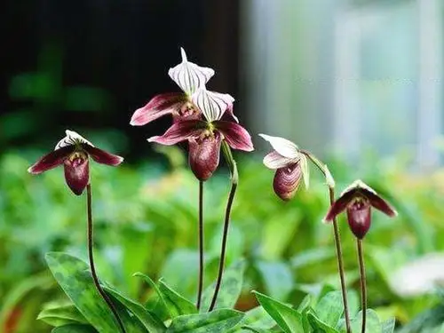 紫纹兜兰   别称 拖鞋兰 绉枸兰