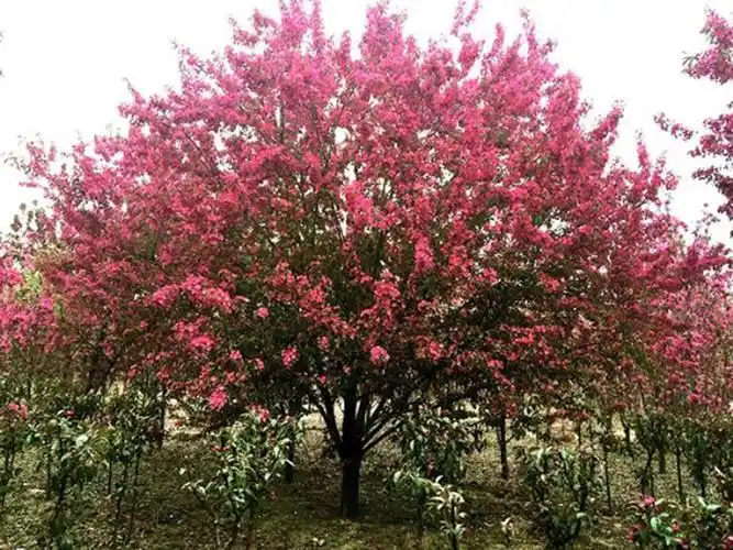 1,3海棠树皮含鞣质,可提制栲胶木材质坚硬,可供床柱用此外本种也是