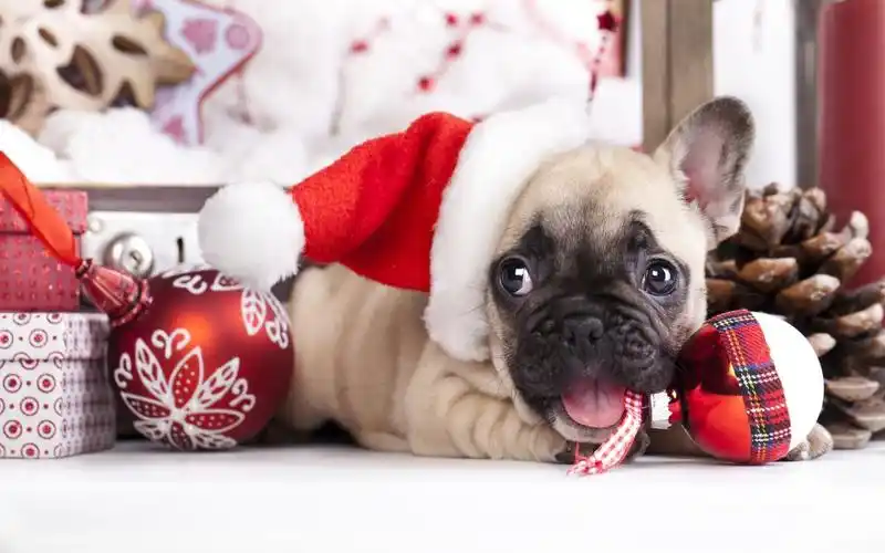 高清晰可爱动物圣诞节主题电脑壁纸下载