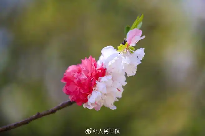 #被粉白双拼的桃花惊艳到了##双色桃花壁纸#