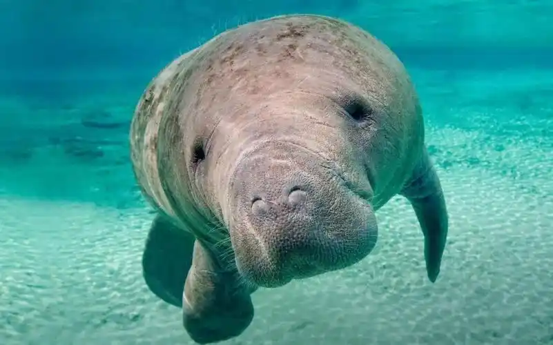 ​海牛身被刻「川普」字样!美怒悬赏5000元缉凶!最高重罚5万关1年_