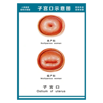 医院科室宣教挂图人体结构示意图器官解剖图全身骨骼图宣传画墙贴画