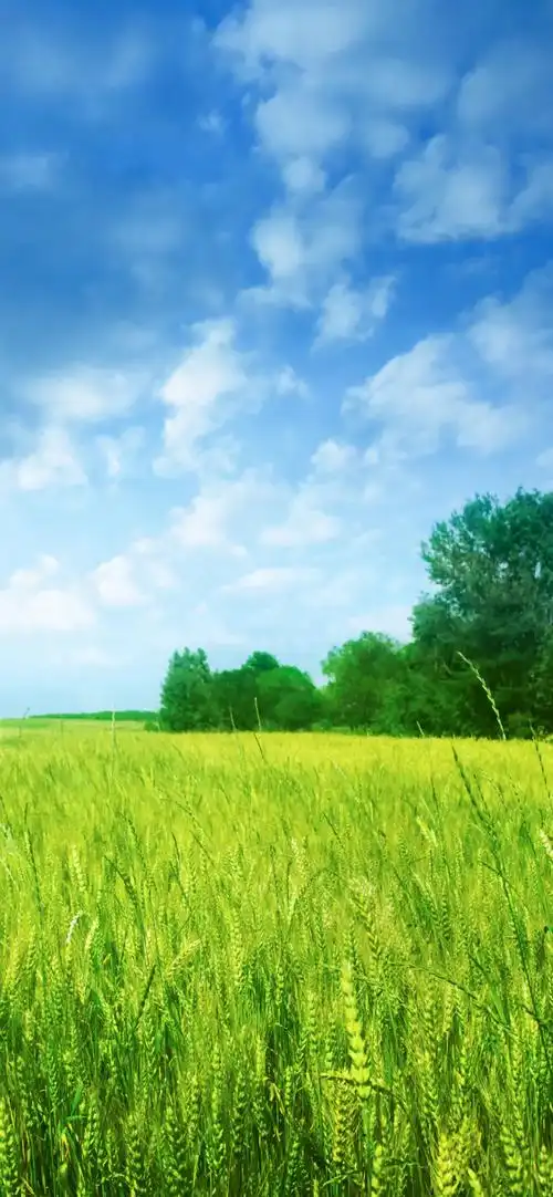 大自然绿色小麦田壁纸-风景壁纸 - 壁纸之家