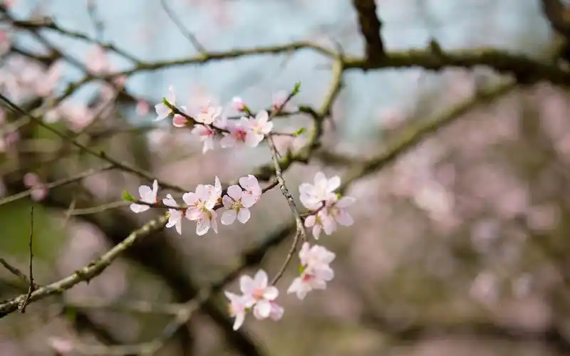 唯美初春桃花高清桌面壁纸