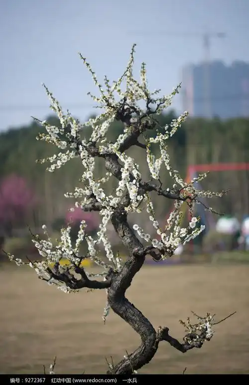 梅花树高清图片下载_红动中国