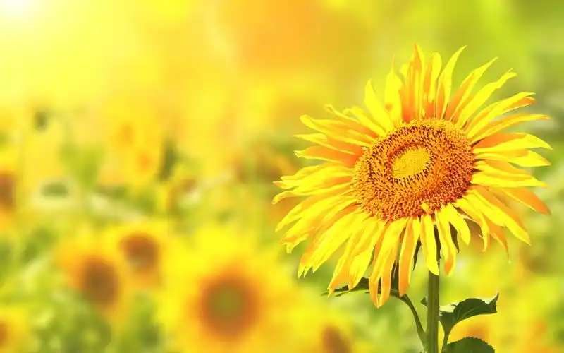 唯美意境小清新秋天向日葵高清桌面壁纸下载(三)