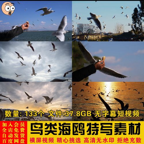 鸟类动物蓝天白云海鸥在天空中飞翔特写镜头抖音短视频剪辑素材