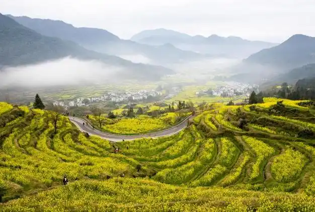 江西婺源春景如画|梯田|婺源县|上饶市|江西省|江岭村_网易订阅
