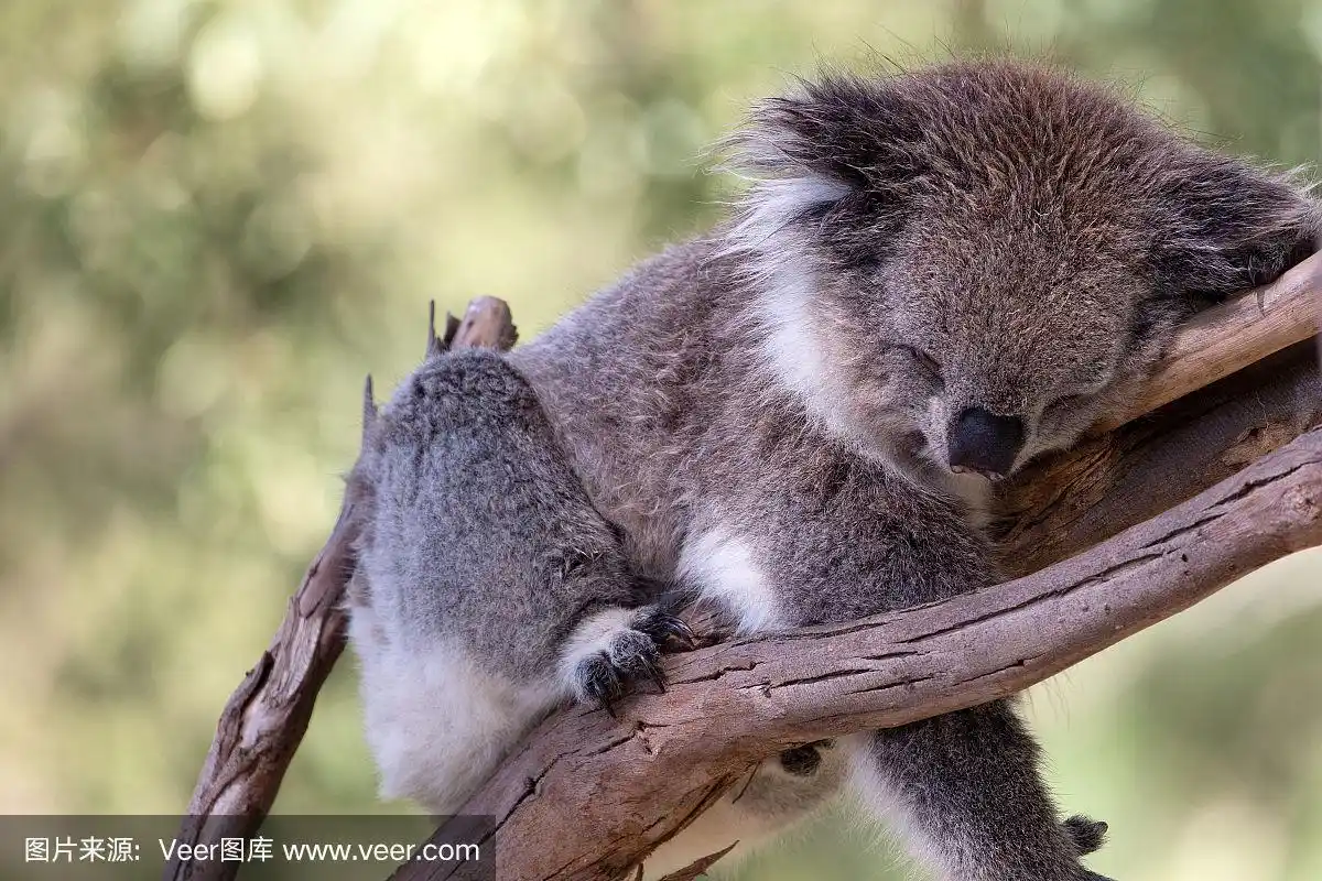 树袋熊,澳大利亚文明,动物主题,肖像,维多利亚州