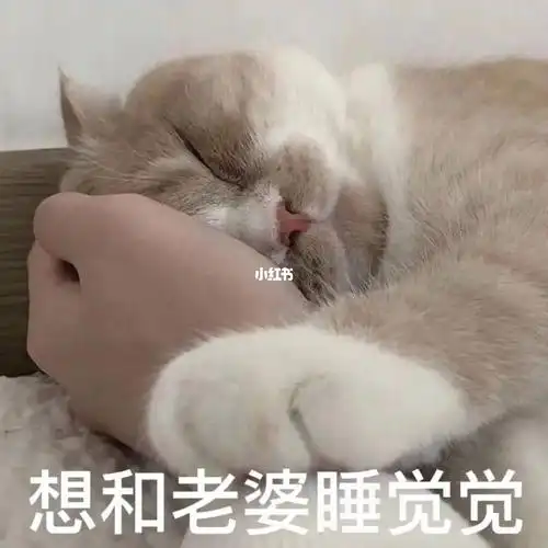 贴贴老婆的表情包