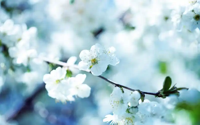 唯美文艺小清新花卉精选高清桌面壁纸