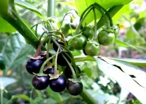 龙葵最好的种植方法各种生长状态下的龙葵图片