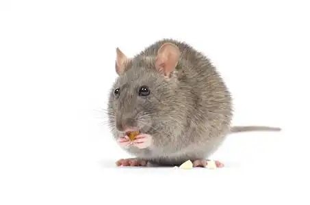 卡通老鼠耳朵背景